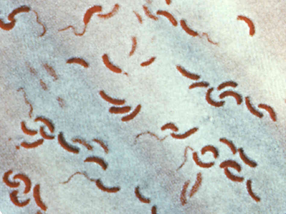 A vaccine against cholera bacteria like these protected people in Zanzibar.