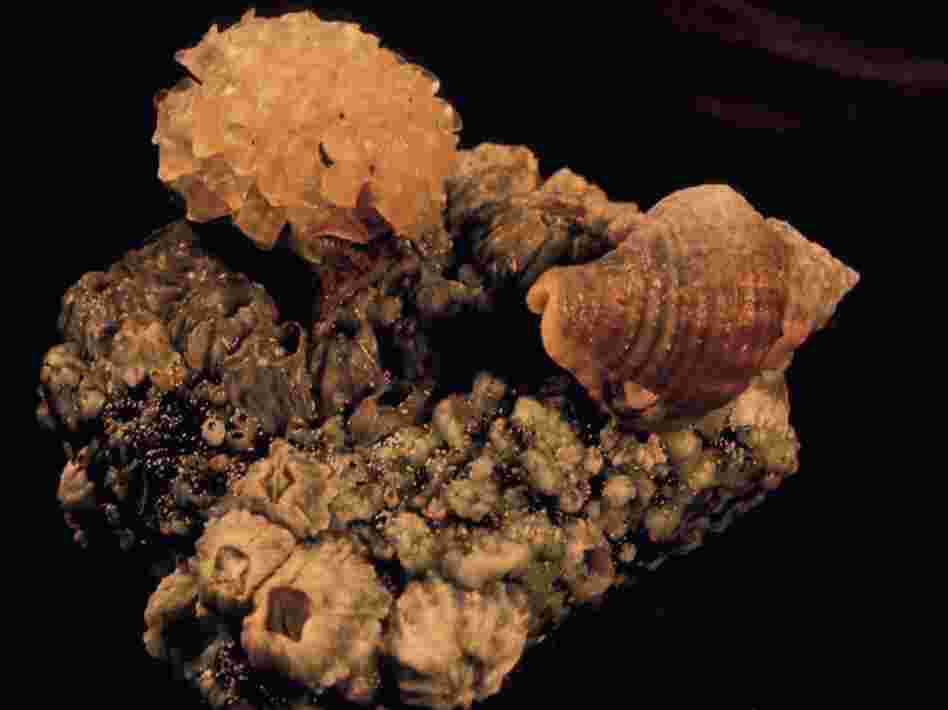A male Solenosteira macrospira, left, carries snail eggs on its shell. But not all of the eggs were fertilized by him. Females, like the one on the right, deposit the eggs into papery capsules and attach them to the males' shells.