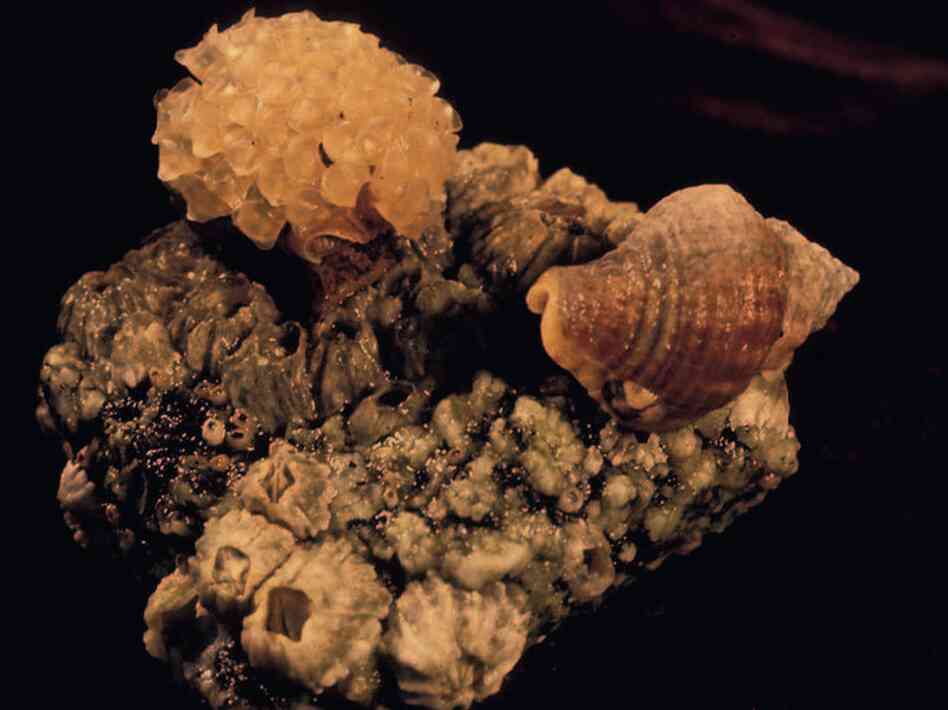 A male Solenosteira macrospira, left, carries snail eggs on its shell. But not all of the eggs were fertilized by him. Females, like the one on the right, deposit the eggs into papery capsules and attach them to the males' shells.