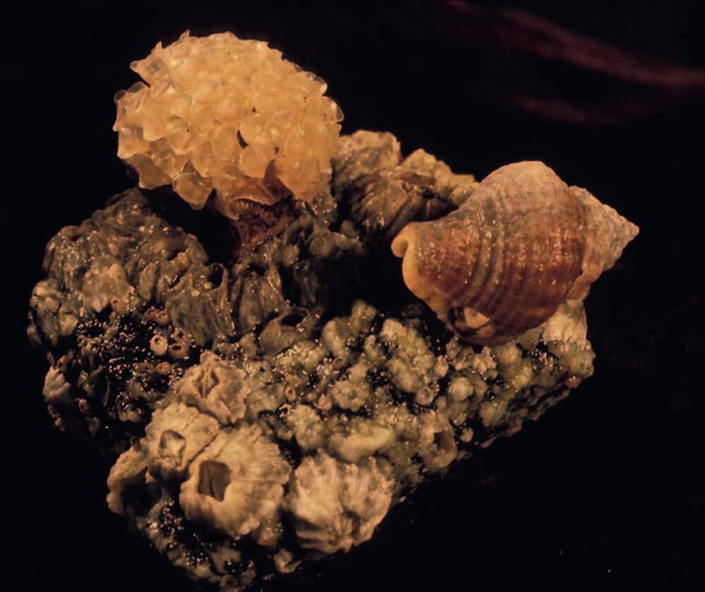 A male Solenosteira macrospira, left, carries snail eggs on its shell. But not all of the eggs were fertilized by him. Females, like the one on the right, deposit the eggs into papery capsules and attach them to the males' shells.