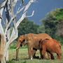 Elephants in Kenya's Tsavo-east National Park earlier this year.