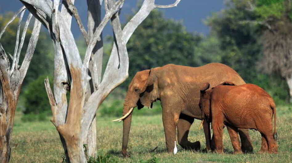 Elephants in Kenya's Tsavo-east National Park earlier this year.