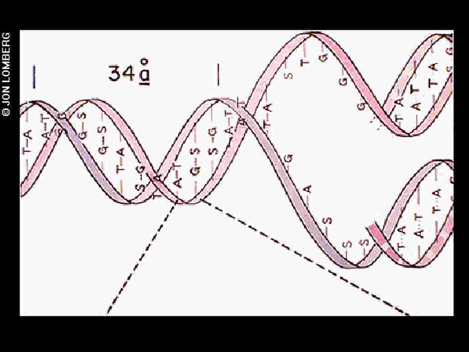DNA structure