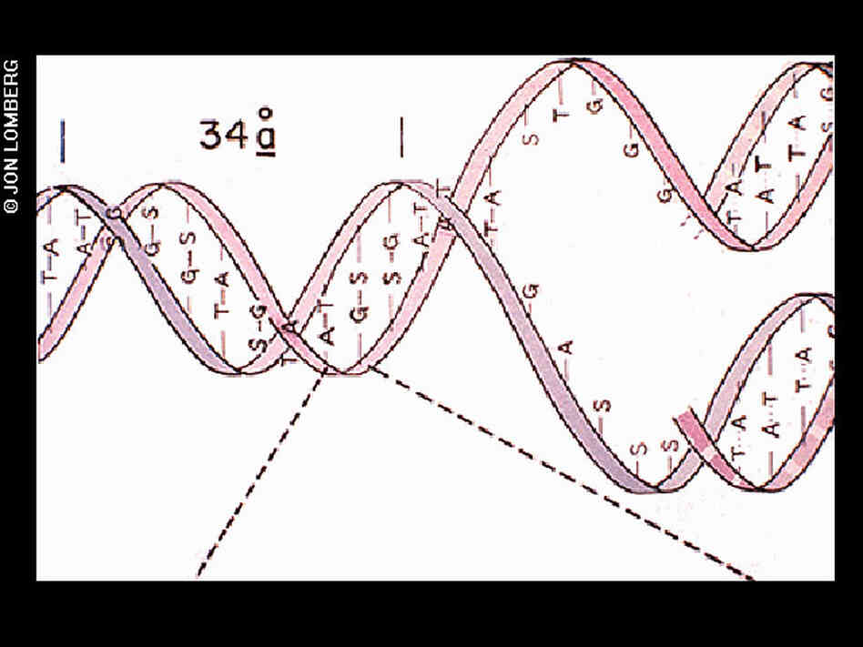 DNA structure
