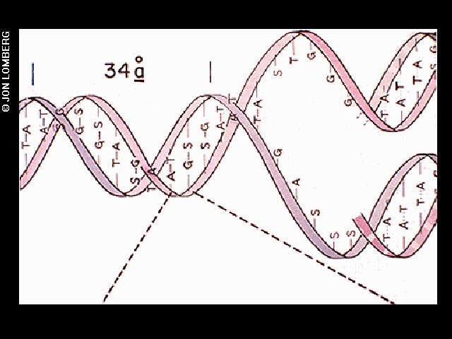 DNA structure