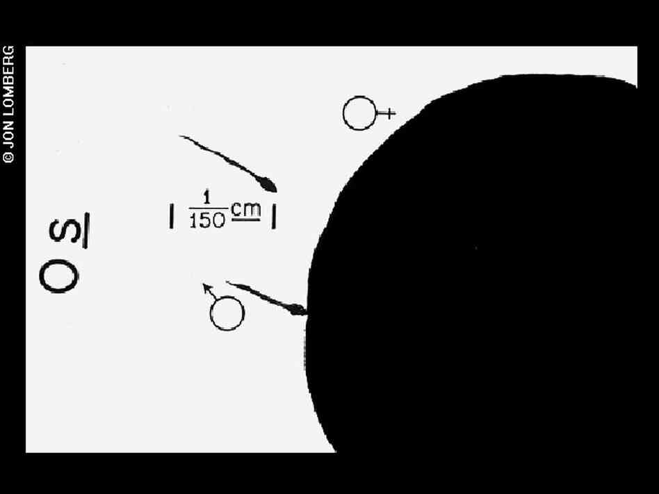 Diagram of conception