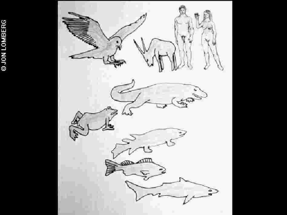 Diagram of vertebrate evolution