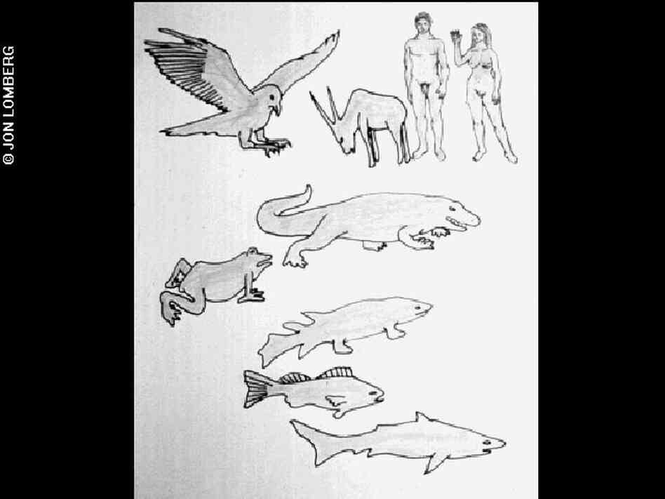 Diagram of vertebrate evolution