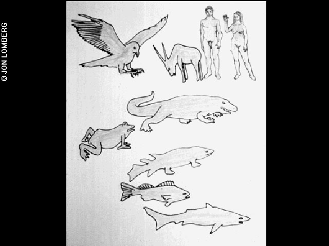 Diagram of vertebrate evolution