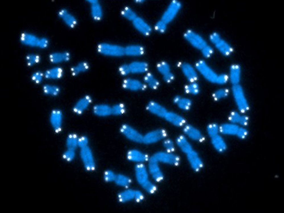 Human chromosomes like these contain genes and lots of other genetic material whose function has been a mystery.