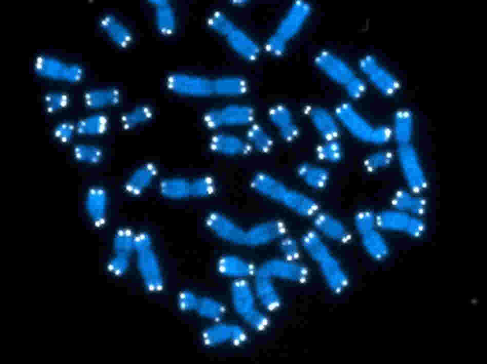 Human chromosomes like these contain genes and lots of other genetic material whose function has been a mystery.