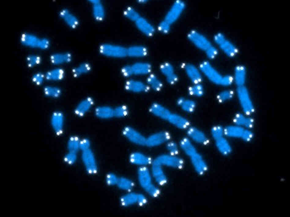 Human chromosomes like these contain genes and lots of other genetic material whose function has been a mystery.