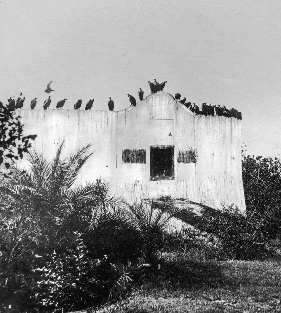 This image shows a Parsi Tower of Silence, circa 1955, near Mumbai, India. The bodies of the dead are left here to be disposed of by vultures.