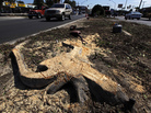 A stump remains in the median of Manchester Boulevard as workers remove trees to clear a path for the space shuttle Endeavour in Inglewood, Calif., Tuesday. Residents are upset that 400 trees might be cut down to allow the shuttle to travel from the airport to its new home at a science center. A stump remains in the median of Manchester Boulevard as workers remove trees to clear a path for the space shuttle Endeavour in Inglewood, Calif., Tuesday. Residents are upset that 400 trees might be cut down to allow the shuttle to travel from the airport to its new home at a science center.