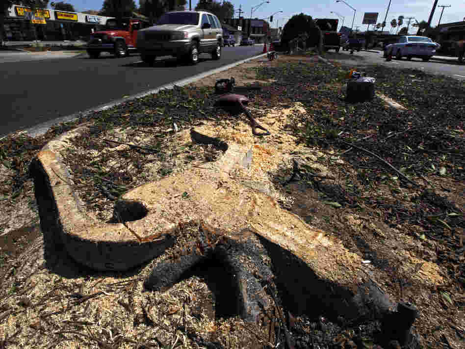 A stump remains in the median of Manchester Boulevard as workers remove trees to clear a path for the space shuttle Endeavour in Inglewood, Calif., Tuesday. Residents are upset that 400 trees might be cut down to allow the shuttle to travel from the airport to its new home at a science center.