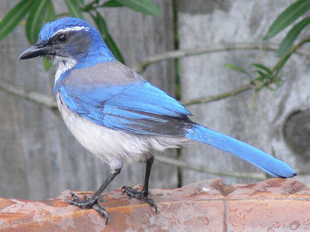 A western scrub-jay sitting on a backyard birdbath.