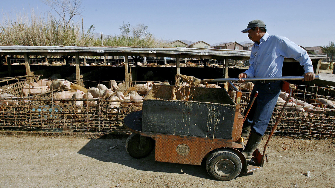 Farm worker Jesus Francisco Cayetano feeds pigs a slop made from food scraps from casinos near North Las Vegas, Nev. in 2006.