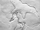 Thor Hanson's own cast of Archaeopteryx lithographica presents what he calls the "ancient wing written in stone." Thor Hanson's own cast of Archaeopteryx lithographica presents what he calls the "ancient wing written in stone."