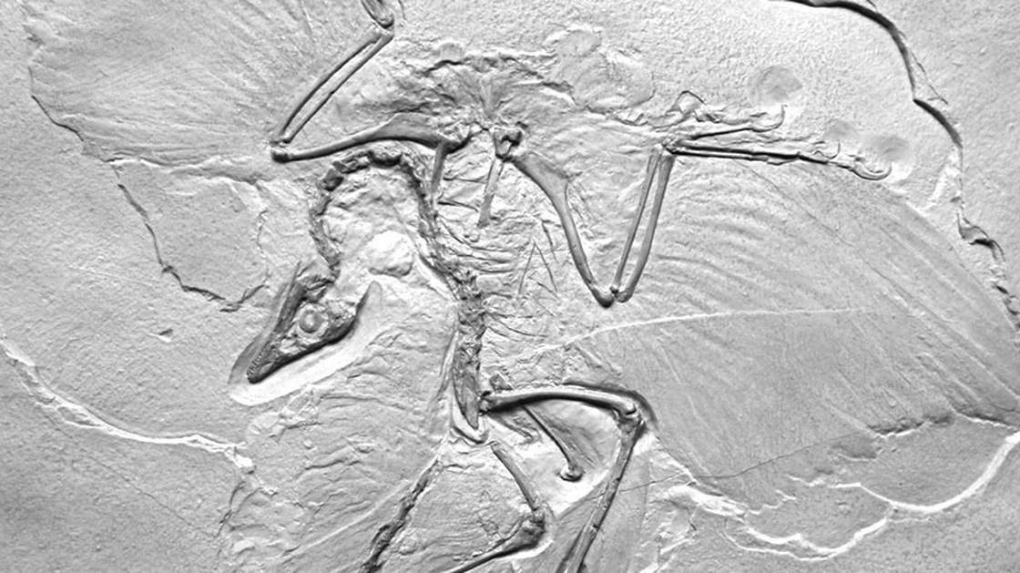 Thor Hanson's own cast of Archaeopteryx lithographica presents what he calls the "ancient wing written in stone."