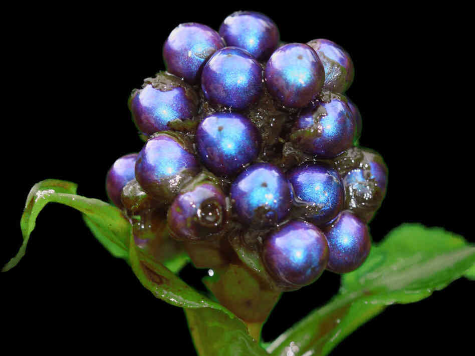 The shiny blue berries of the tropical Pollia condensata plant rely on their looks, not nutritional content, to attract birds to spread their seeds.