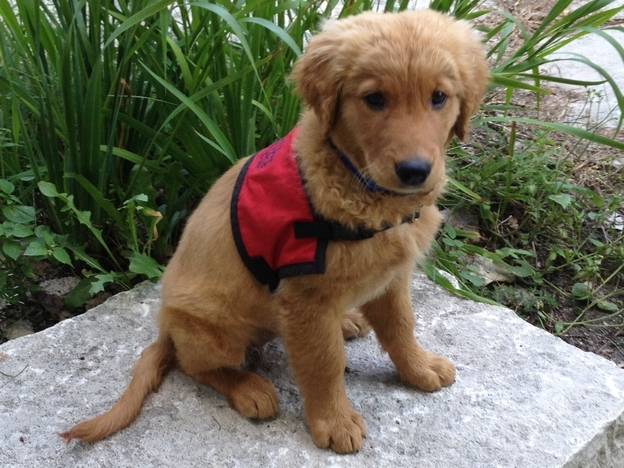 Eleven-week-old 11-week-old Bretagne is beginning her training as a detection dog at the Penn Vet Working Dog Center, which opens Tuesday. Click here to see photos of Bretagne at the mic during her Fresh Air interview.