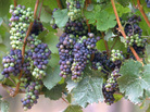 Pinot noir grapes are notoriously finicky about the weather, and climate change has winemakers in Oregon thinking about the future. Pinot noir grapes are notoriously finicky about the weather, and climate change has winemakers in Oregon thinking about the future.