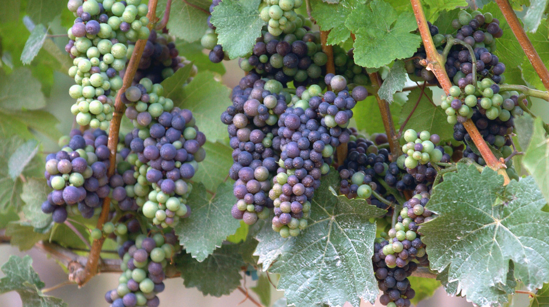 Pinot noir grapes are notoriously finicky about the weather, and climate change has winemakers in Oregon thinking about the future.
