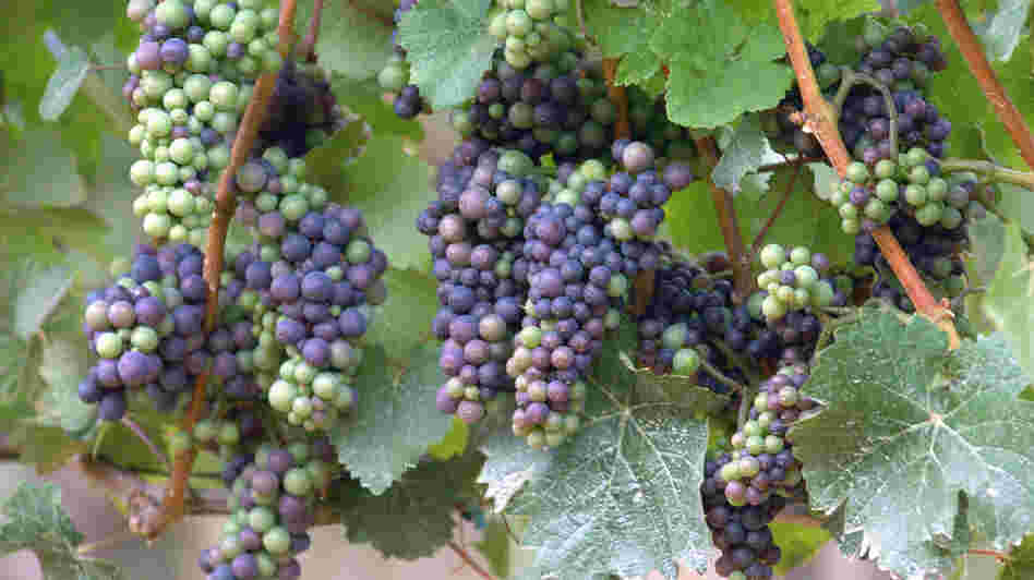 Pinot noir grapes are notoriously finicky about the weather, and climate change has winemakers in Oregon thinking about the future.