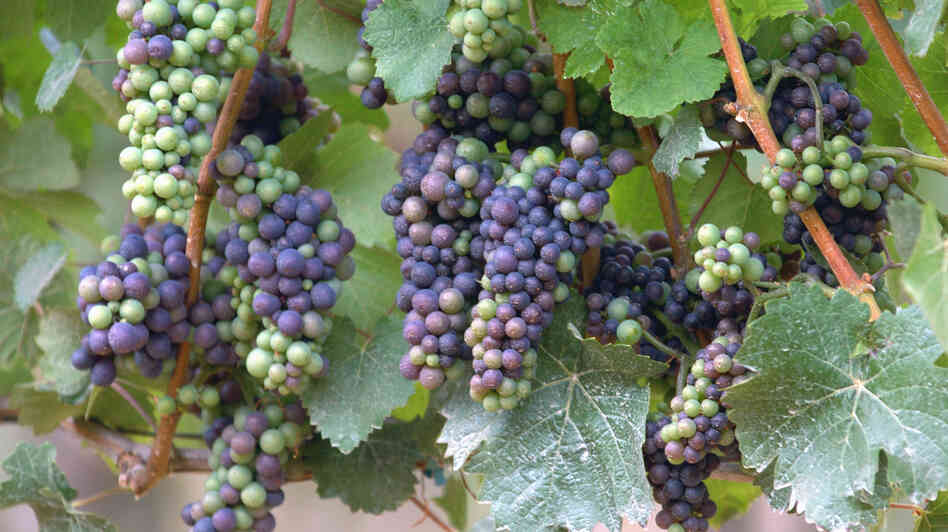 Pinot noir grapes are notoriously finicky about the weather, and climate change has winemakers in Oregon thinking about the future.