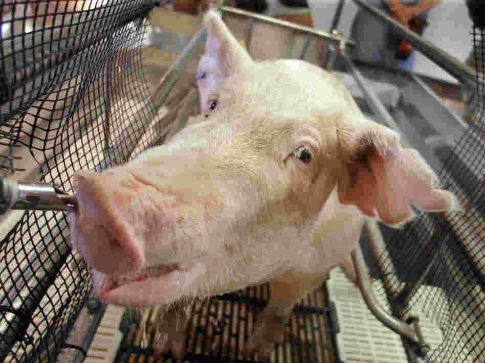 A hog gets a closeup at the Illinois State Fair in August. Officials took special precautions to make sure no livestock sick with a new strain of swine were part of the fair.