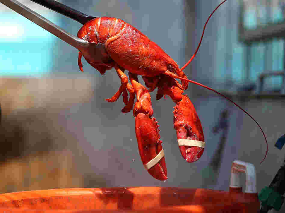 An overabundance of lobsters in Maine due to early shedding of shells has driven down prices to record lows. That's good for consumers.
