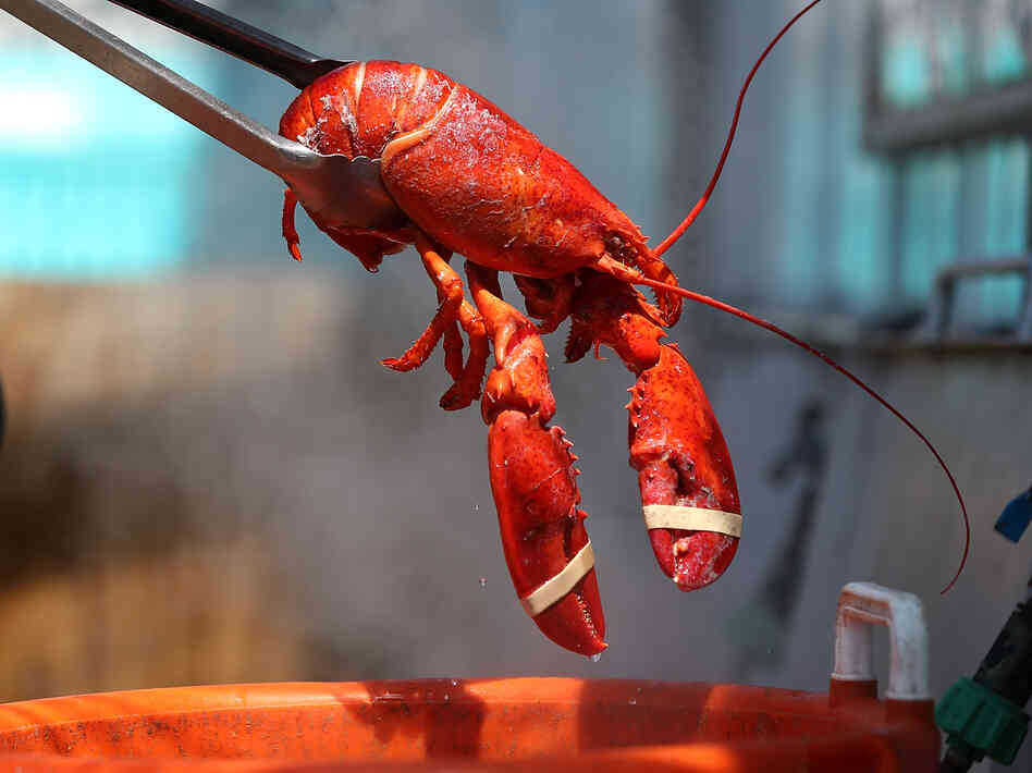 An overabundance of lobsters in Maine due to early shedding of shells has driven down prices to record lows. That's good for consumers.