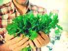The very sight of this lacy, green herb can cause some people to scream. The great cilantro debate heats up as scientists start pinpointing cilantrophobe genes. The very sight of this lacy, green herb can cause some people to scream. The great cilantro debate heats up as scientists start pinpointing cilantrophobe genes.