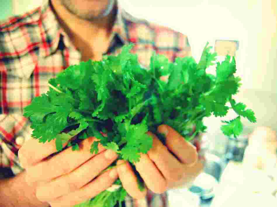 The very sight of this lacy, green herb can cause some people to scream. The great cilantro debate heats up as scientists start pinpointing cilantrophobe genes.