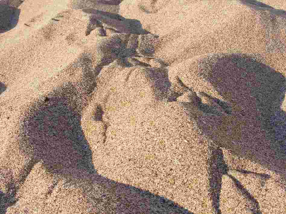 Grains of sand.