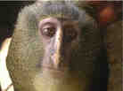 Researchers have identified a new species of African monkey, locally known as the lesula.