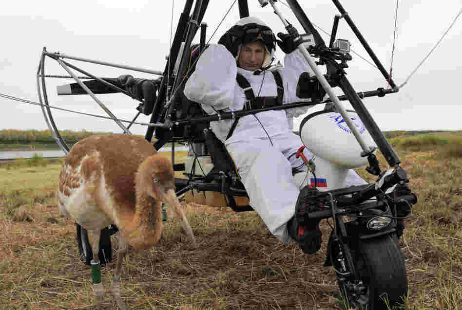Russian President Vladimir Putin prepares to pilot a hang glider to lead a flock of cranes to their winter habitat.