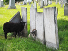 Charlotte, Vt., has a new, old-school strategy to keep cemetery grass cut: Let animals do the work. Charlotte, Vt., has a new, old-school strategy to keep cemetery grass cut: Let animals do the work.