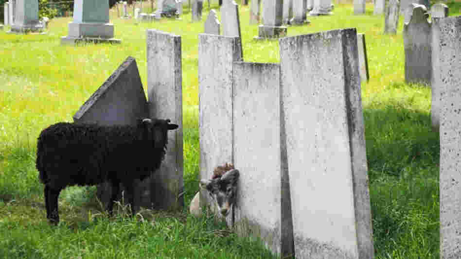 Charlotte, Vt., has a new, old-school strategy to keep cemetery grass cut: Let animals do the work. Charlotte, Vt., has a new, old-school strategy to keep cemetery grass cut: Let animals do the work.