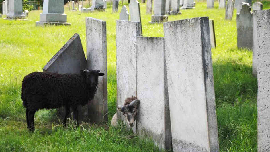 Charlotte, Vt., has a new, old-school strategy to keep cemetery grass cut: Let animals do the work. Charlotte, Vt., has a new, old-school strategy to keep cemetery grass cut: Let animals do the work.