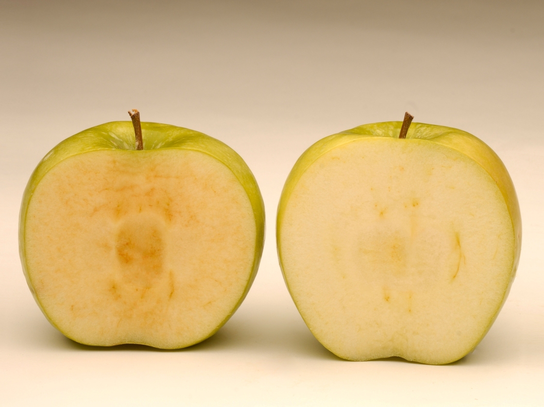 Soon after being sliced, a conventional Granny Smith apple (left) starts to brown, while a newly developed GM Granny Smith stays fresher looking.