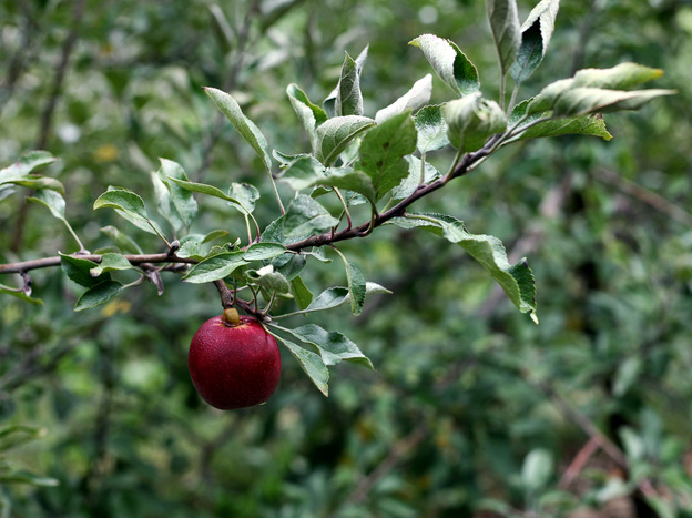 A lonely Michigan apple.