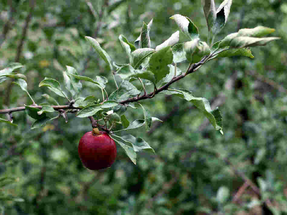 A lonely Michigan apple.