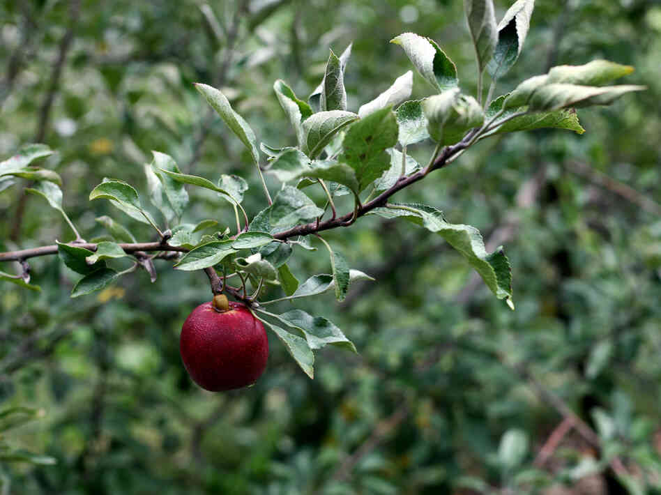 A lonely Michigan apple.