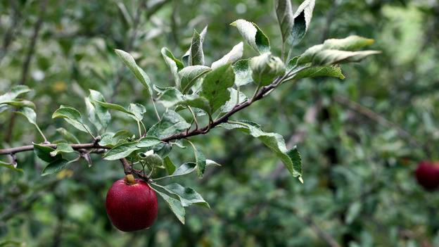 A lonely Michigan apple. (NPR)