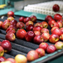 The Michigan Gala apples on this packing line will soon be in short supply. After a mild fall and winter, then a late-April freeze, Michigan's apple cultivation has dropped 90 percent.