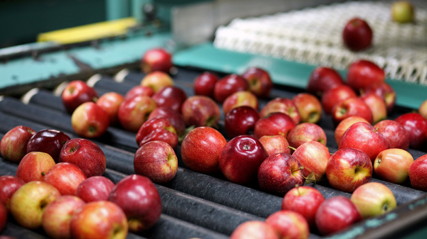 The Michigan Gala apples on this packing line will soon be in short supply. After a mild fall and winter, then a late-April freeze, Michigan's apple cultivation has dropped 90 percent.