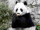 Mei Xiang, who gave birth overnight, enjoying a piece of fruit on Dec. 19, 2011, at the National Zoo.