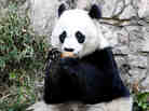 Mei Xiang, who gave birth overnight, enjoying a piece of fruit on Dec. 19, 2011, at the National Zoo.