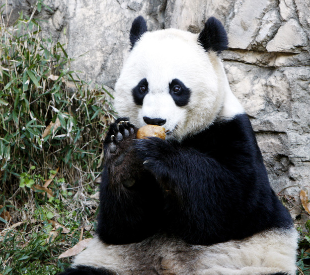 Mei Xiang, who gave birth overnight, enjoying a piece of fruit on Dec. 19, 2011, at the National Zoo.